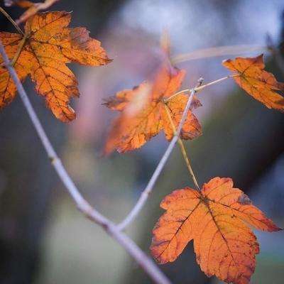 十大正规买足球网站